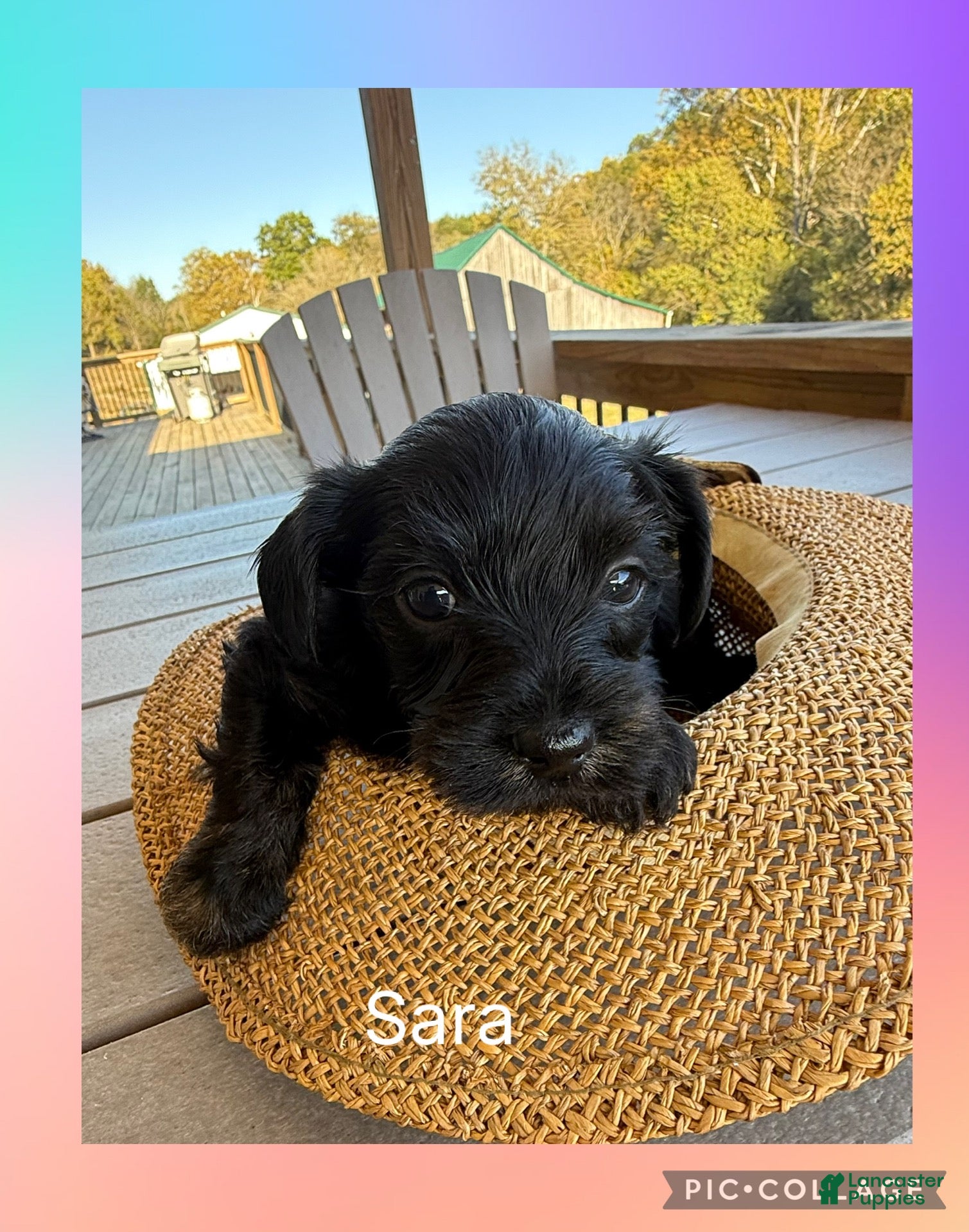 Mixed Breed dogs for sale:  1Sassy - Ad 2