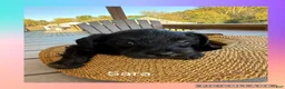 Mixed Breed dogs for sale:  1Sassy - Ad 1