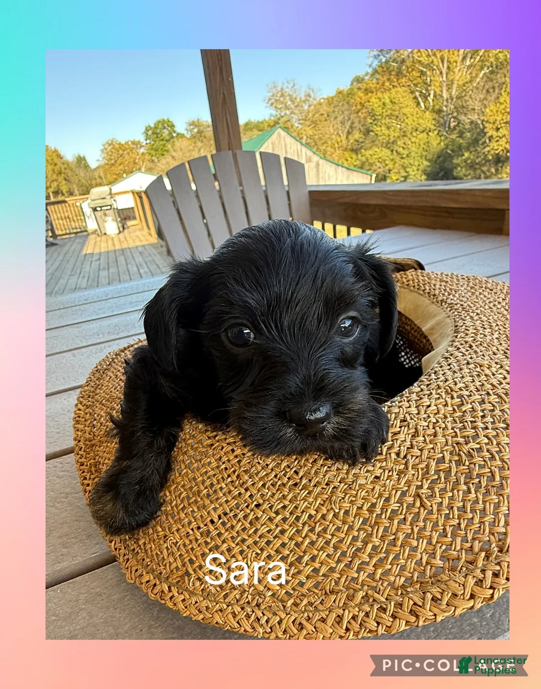 Mixed Breed dogs for sale:  1Sassy - Ad 1