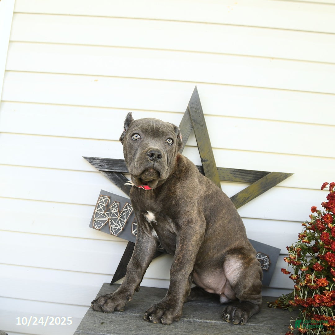 Cane Corso dogs for sale: Rosie - Ad 10
