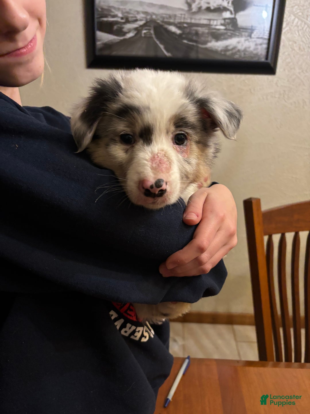 Australian Shepherd dogs for sale: Peebles - Ad 1