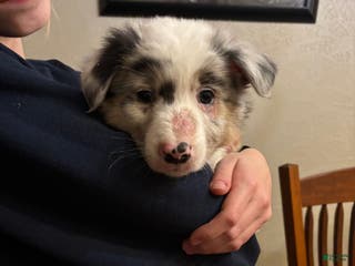 Australian Shepherd dogs Peebles - Ad 29