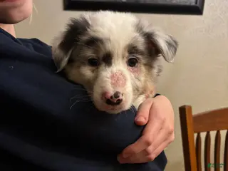 Australian Shepherd dogs Peebles - Ad 42