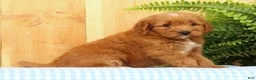 Mini Goldendoodle dogs for sale: Carmella - Ad 5