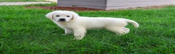 Golden Retriever dogs for sale: Turbo - Ad 7