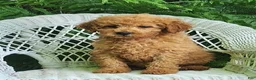 Miniature Poodle dogs for sale: Lila - Ad 5