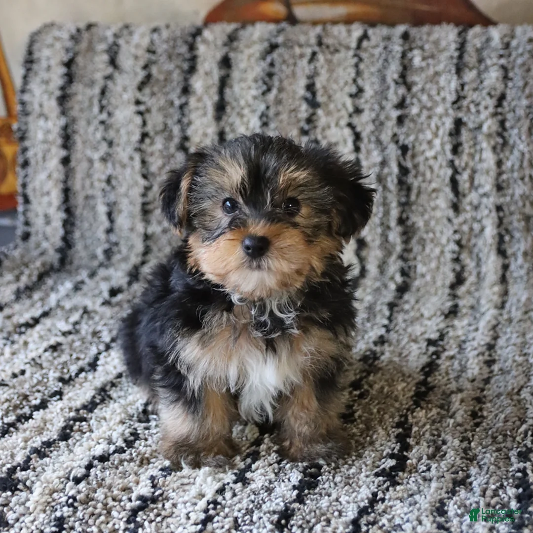 Yorkshire Terrier dogs for sale: Tucker - Ad 5