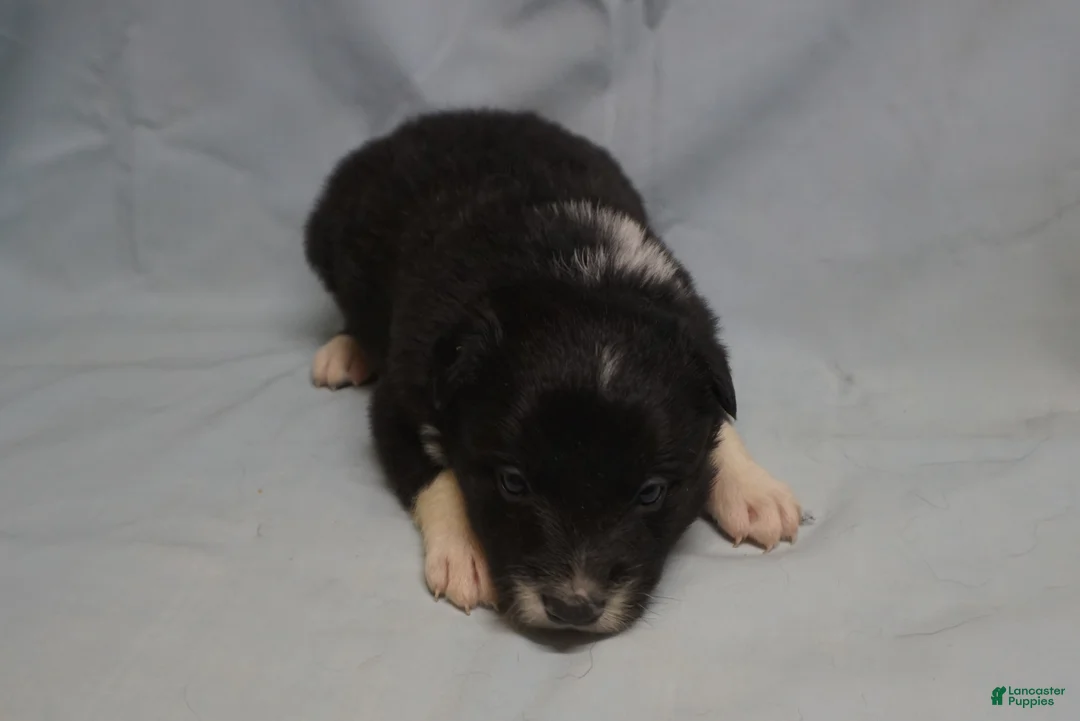 Border Collie dogs for sale: Winnie,   Puppy 2 - Ad 6