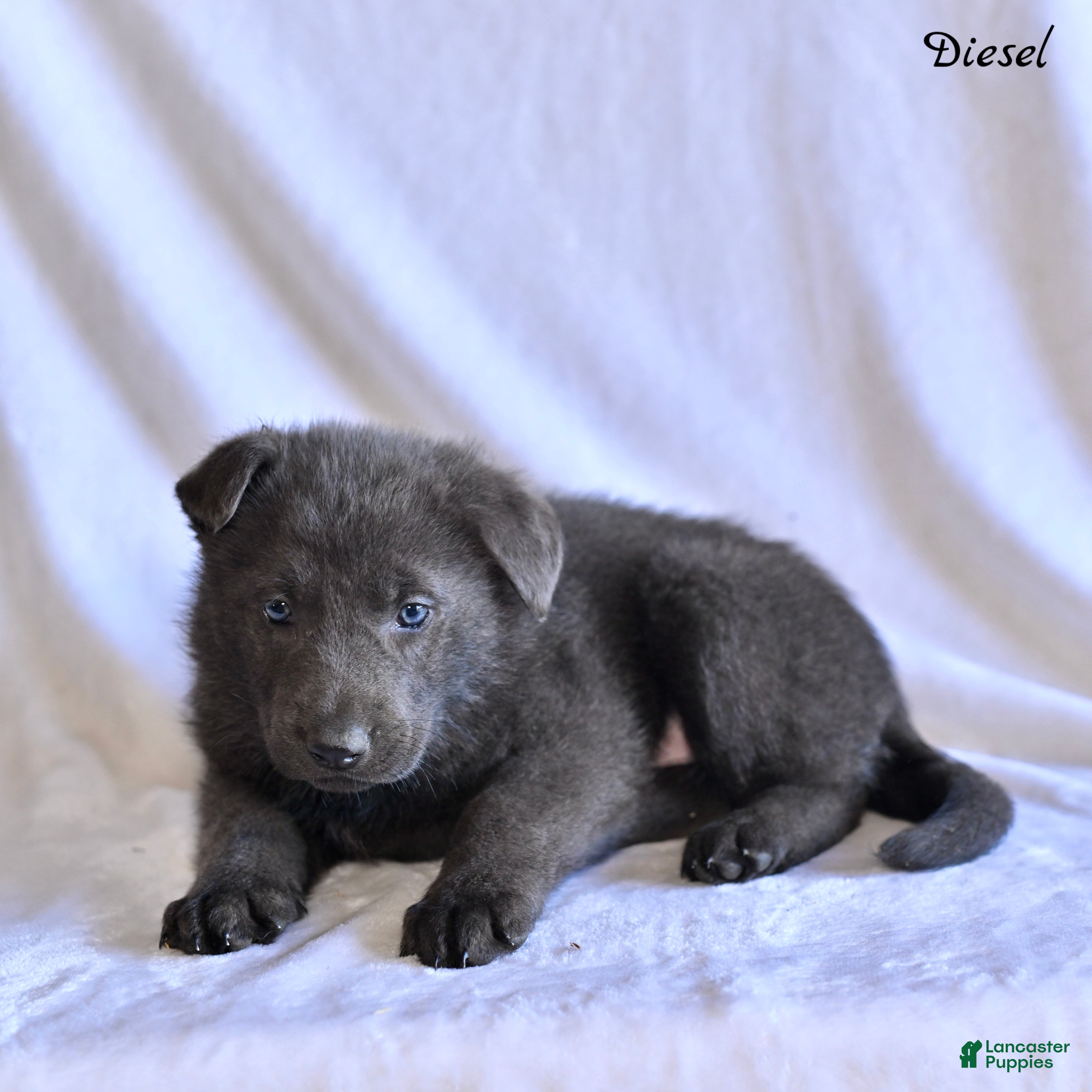 German Shepherd dogs Diesel - Ad 1