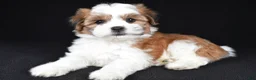 Teddy Bear dogs for sale: Candy - Ad 5