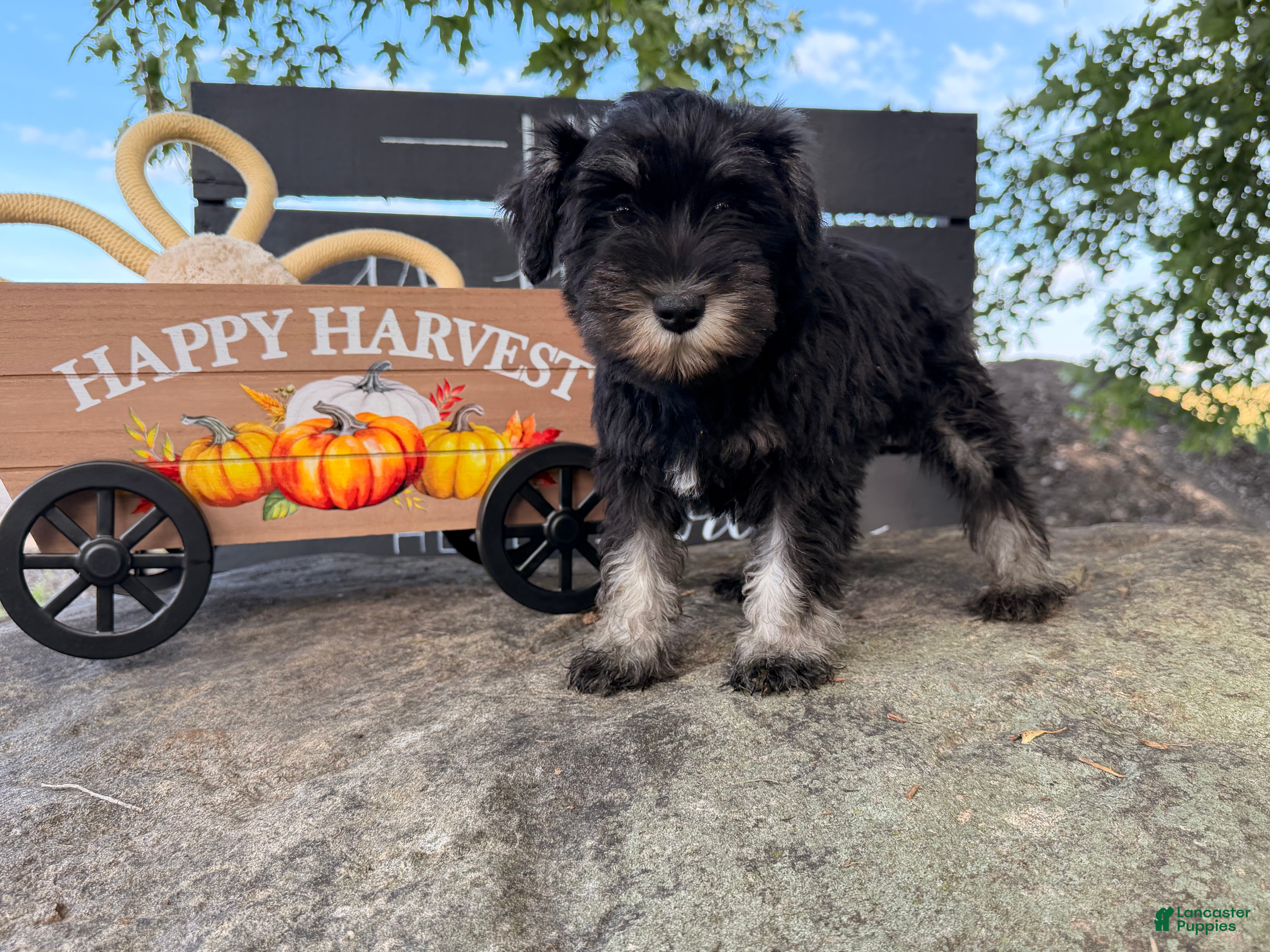 Miniature Schnauzer dogs Tiffany Miniature Schnauzer  - Ad 2