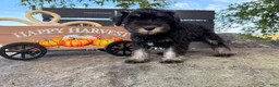 Miniature Schnauzer dogs for sale: Tiffany Miniature Schnauzer  - Ad 9