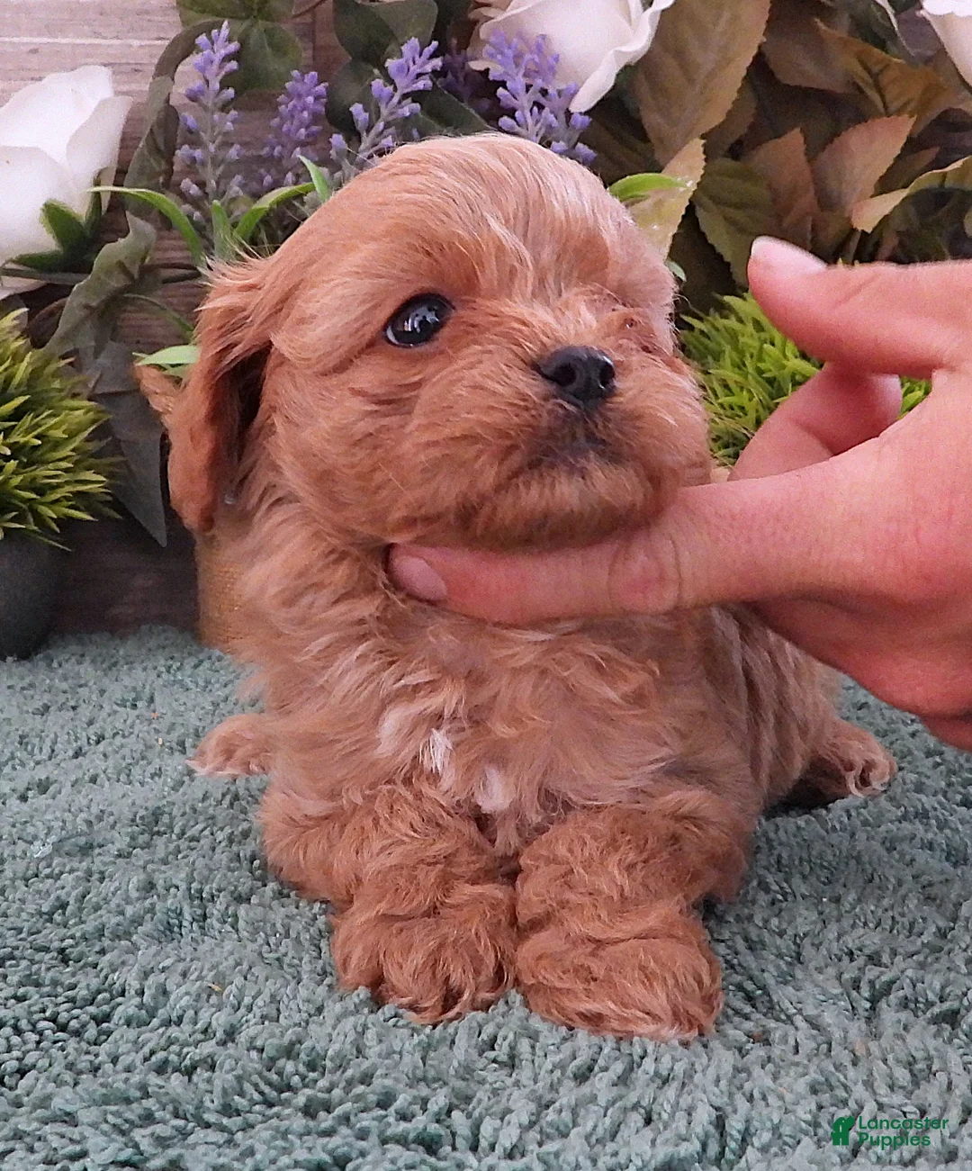 Cavapoo dogs for sale: Ginger #1 Female - Ad 2