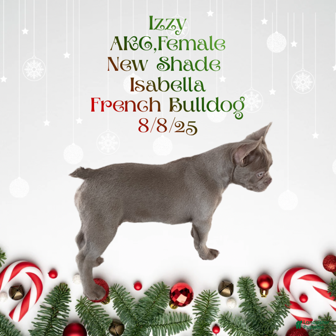 French Bulldog dogs for sale: 🐾 “Izzy the Velvet Queen: Blue-Eyed Beauty with Boss Energy & Breeding Potential” - Ad 2