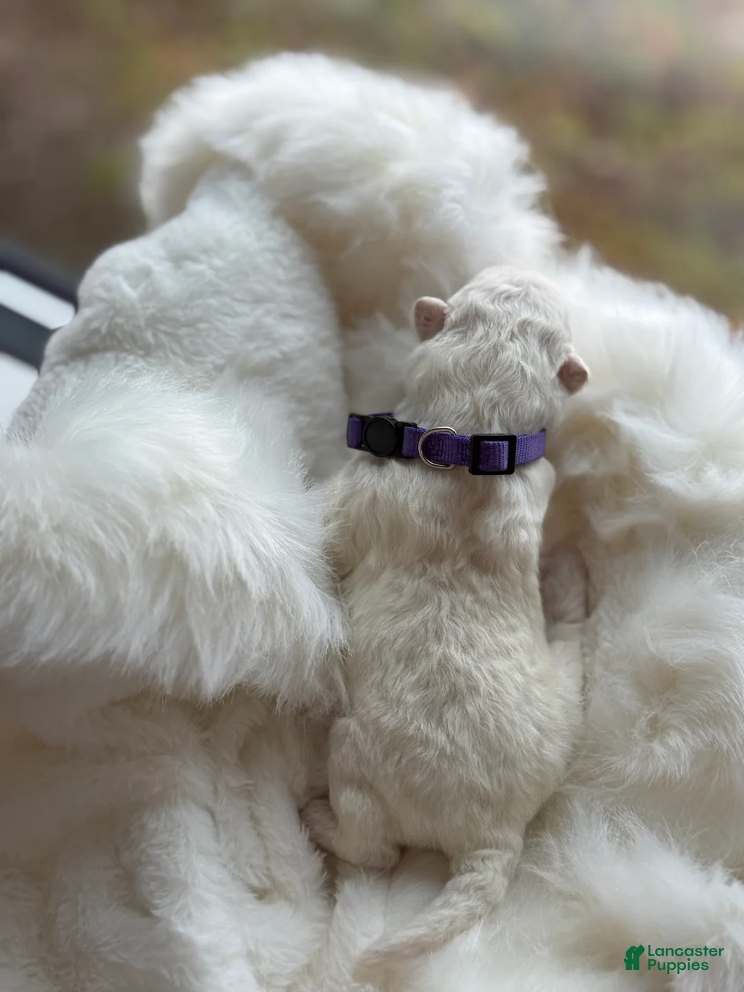 Samoyed dogs for sale: Purple - Ad 5
