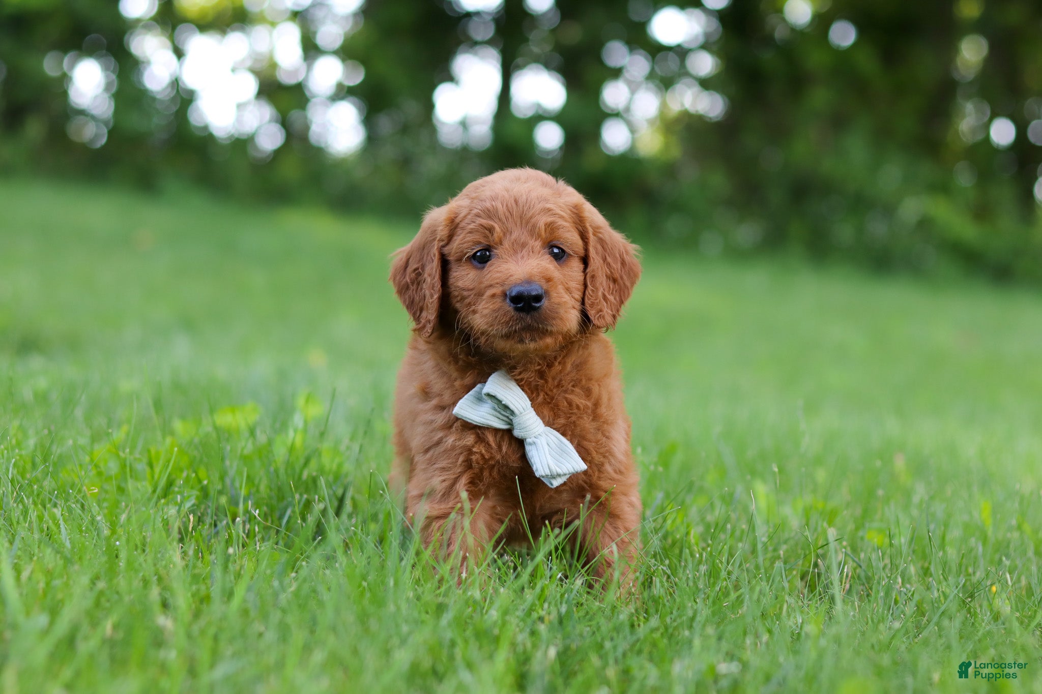 Goldendoodle dogs Charlie - Ad 1