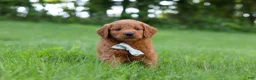 Goldendoodle dogs for sale: Charlie - Ad 1