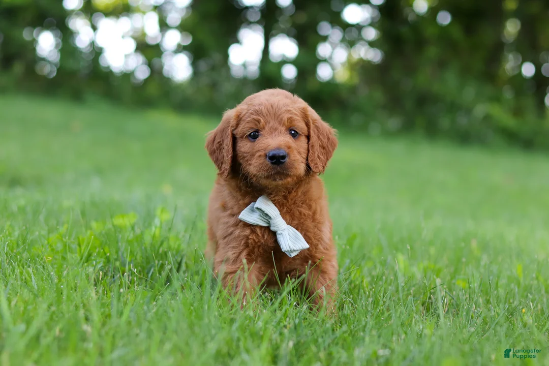 Goldendoodle dogs for sale: Charlie - Ad 1