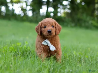 Goldendoodle dogs for sale: Charlie - Ad 1