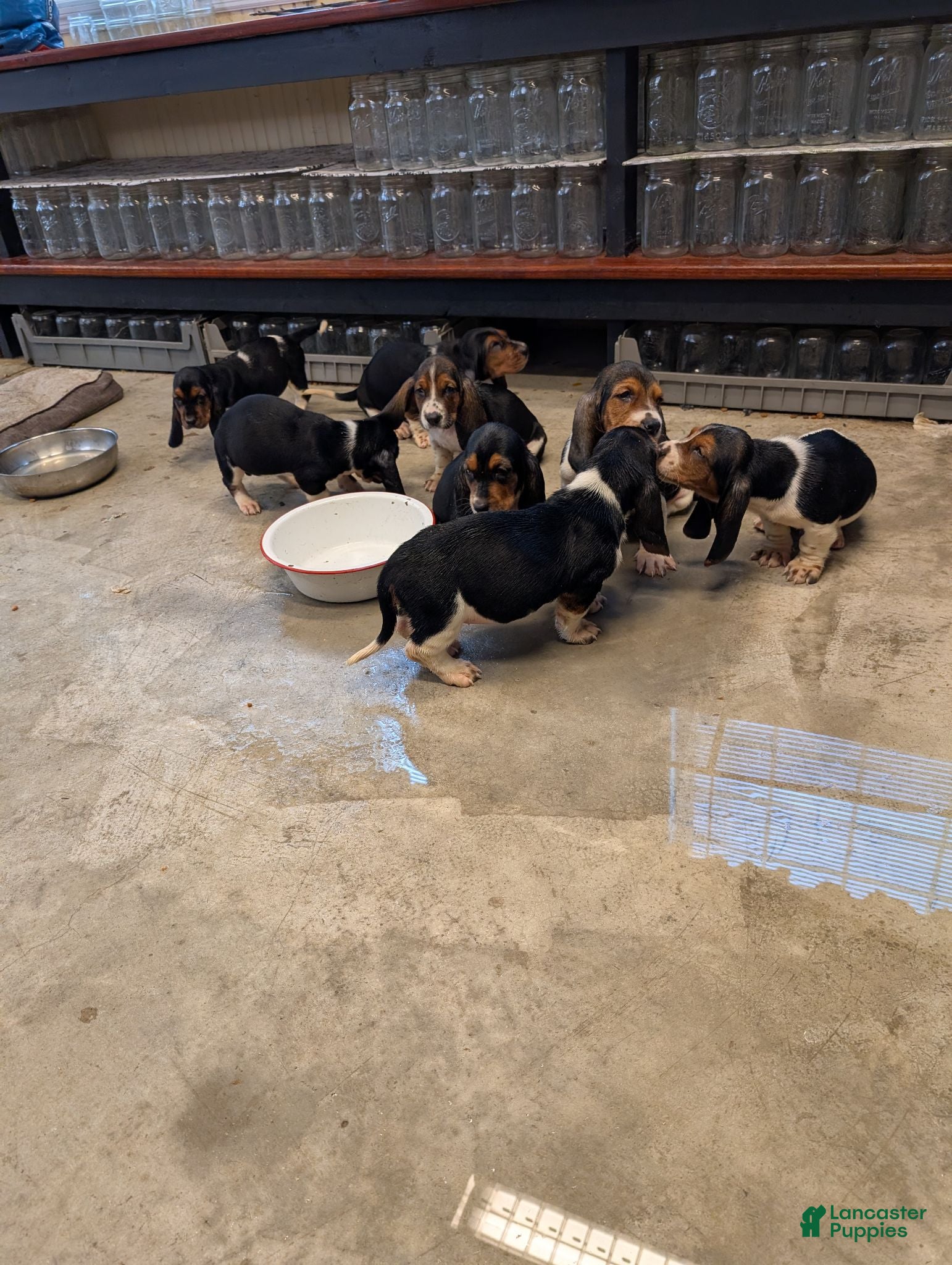 Basset Hound dogs Basset Hound 9 - Ad 25