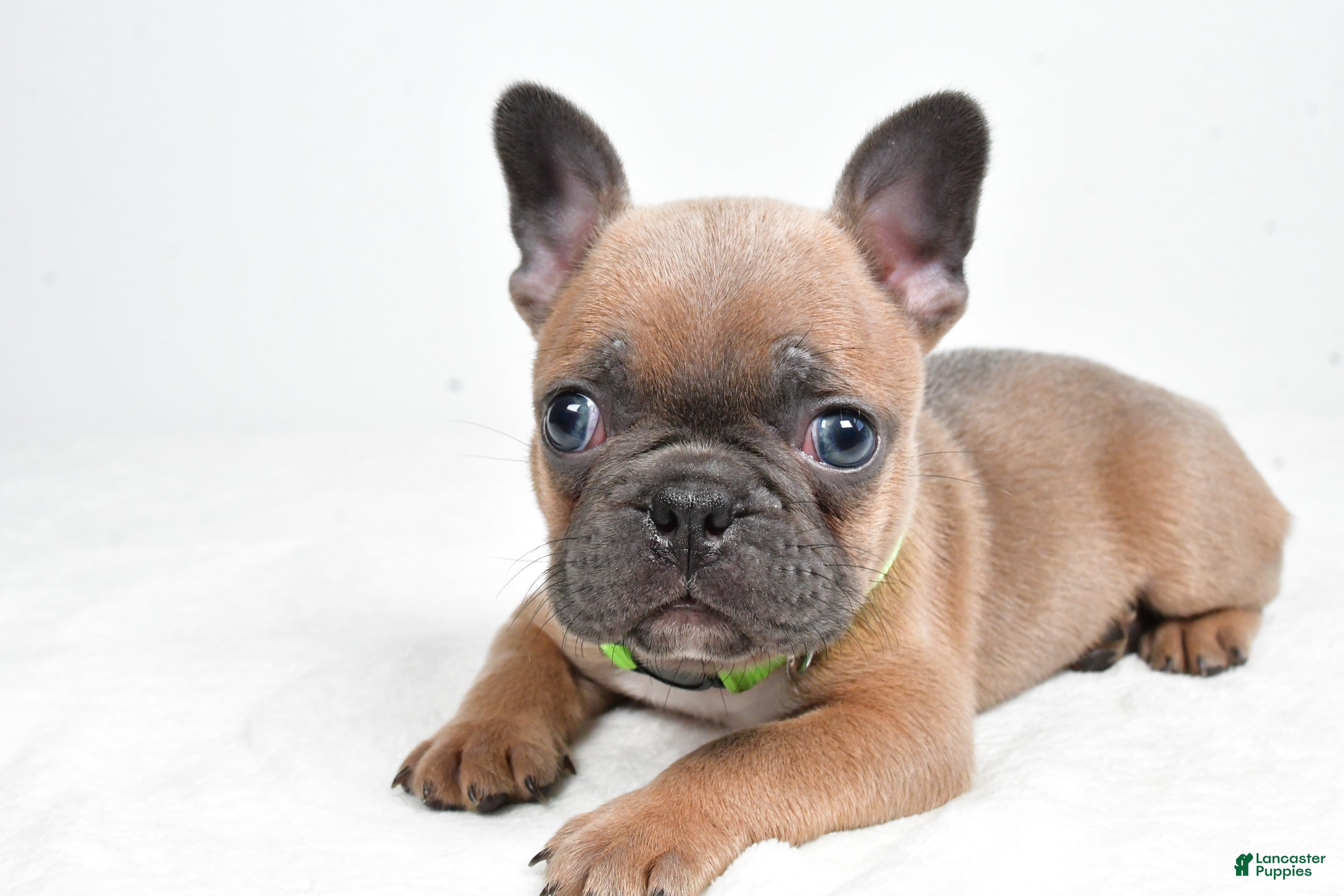 Frenchton dogs Keith - Ad 1