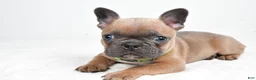 Frenchton dogs for sale: Keith - Ad 1