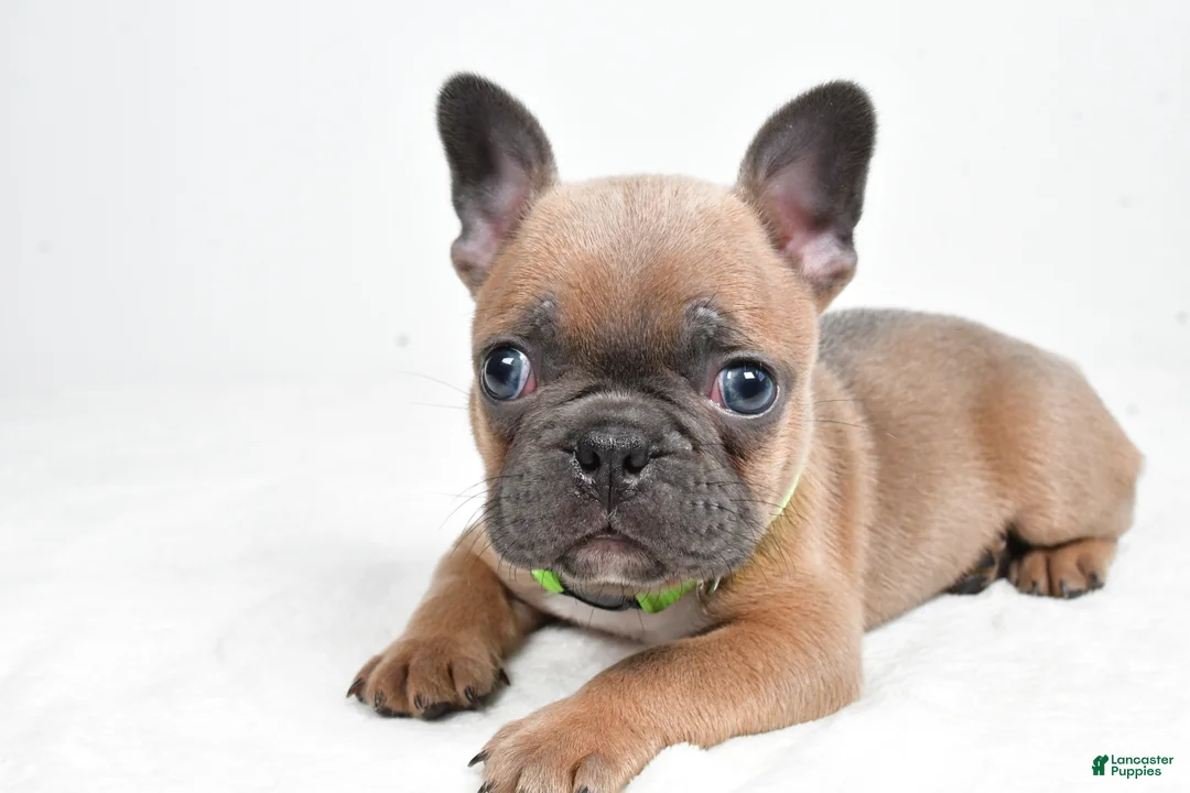 Frenchton dogs for sale: Keith - Ad 1
