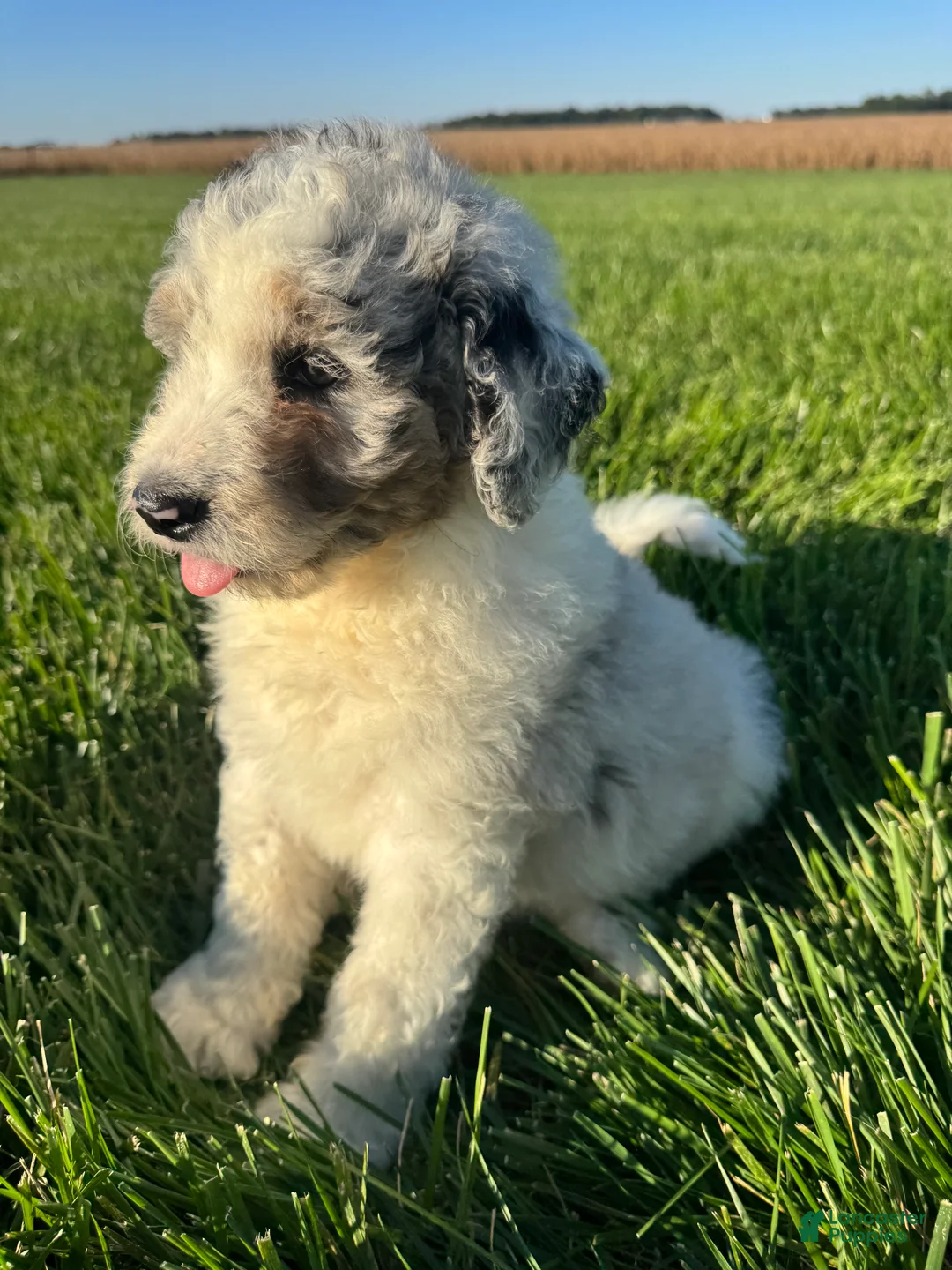 Mini Bernedoodle dogs for sale: Ross - Ad 1