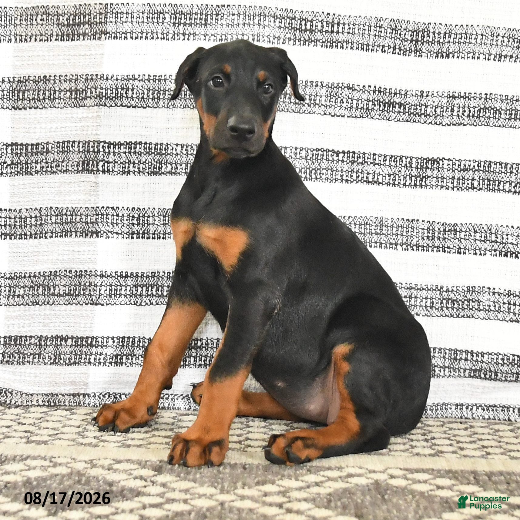Doberman Pinscher dogs Dolly - Ad 2