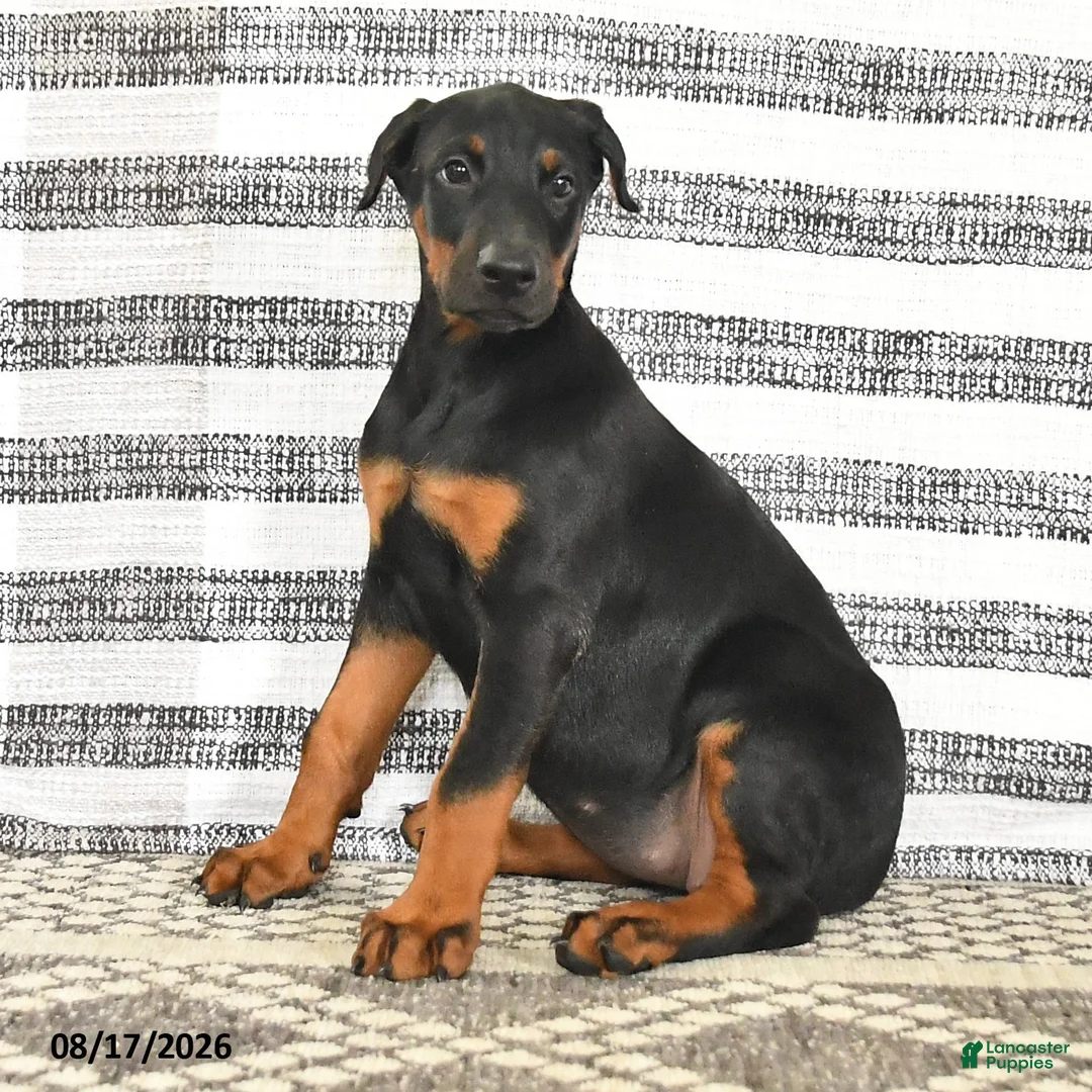 Doberman Pinscher dogs for sale: Dolly - Ad 2