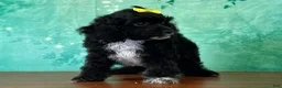 Cockapoo dogs for sale: Cindy - Ad 3