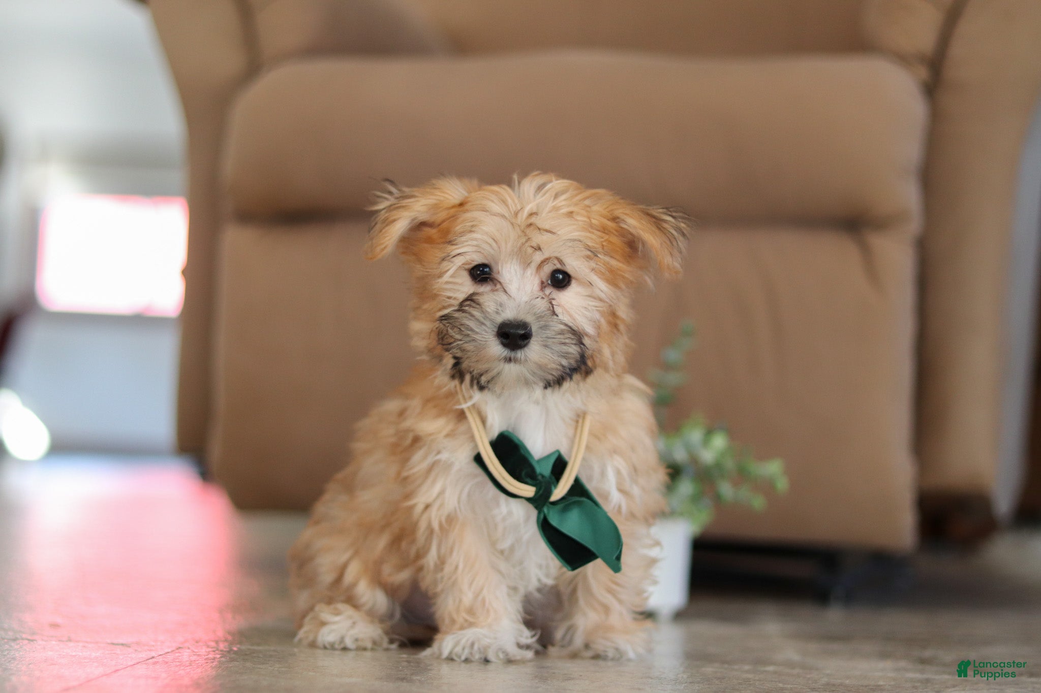 Morkie dogs Blake  - Ad 1