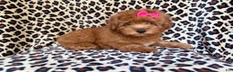 Mini Aussiedoodle dogs for sale: Jade - Ad 7