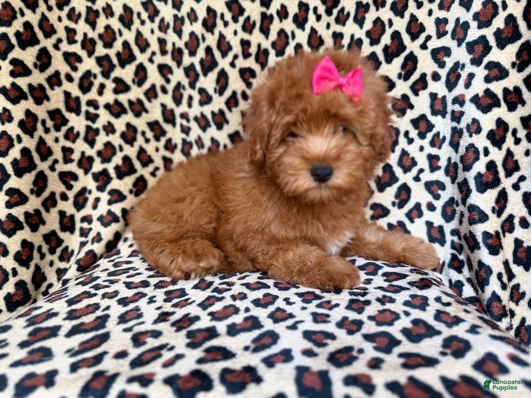 Mini Aussiedoodle dogs for sale: Jade - Ad 7
