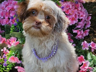 Maltipoo dogs - Ad 2