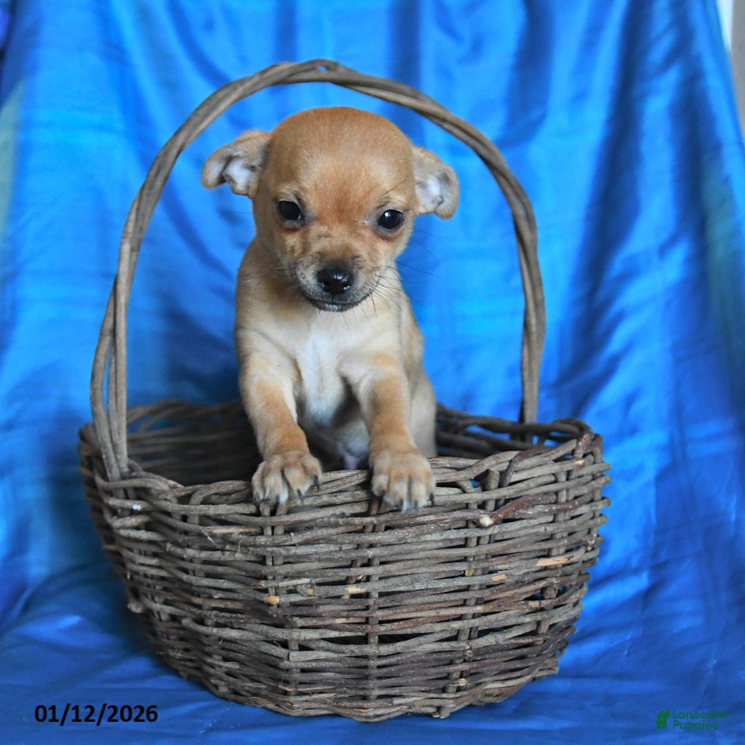 Chihuahua dogs for sale: Sprite - Ad 5