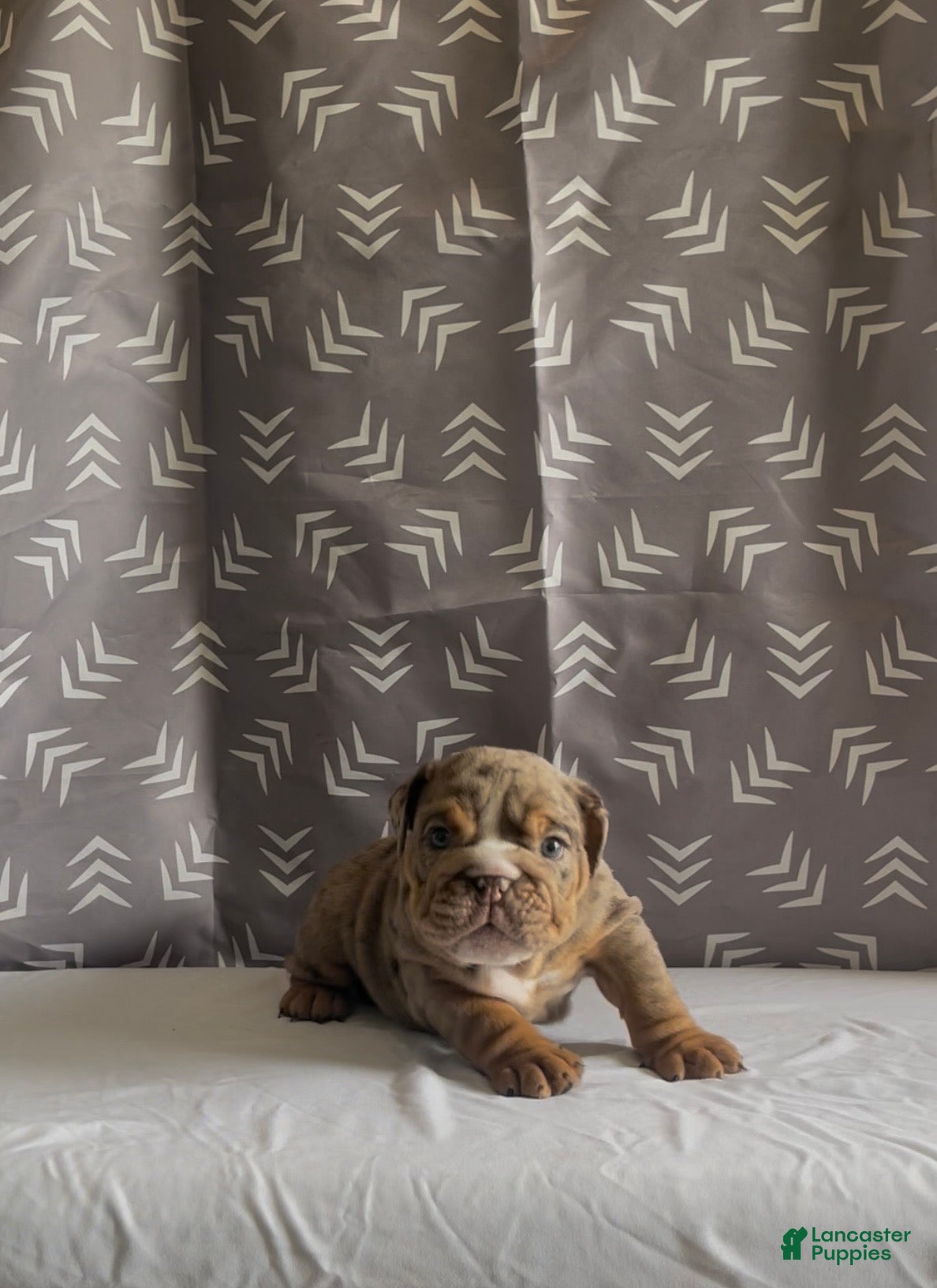 English Bulldog Puppy - GM 