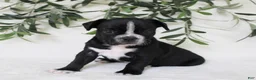 Frenchton dogs for sale: Archie  - Ad 3