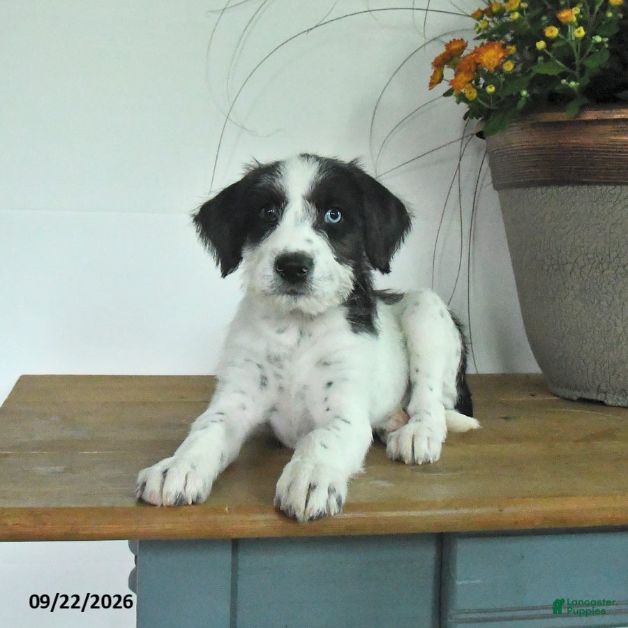 Mixed Breed dogs for sale: Daisy - Ad 1