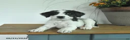 Mixed Breed dogs for sale: Daisy - Ad 1