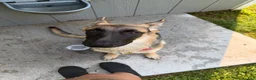 German Shepherd dogs for sale: Nyx  - Ad 6