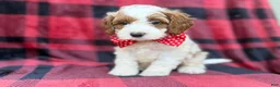 Cavapoo dogs for sale: Duke - Ad 3