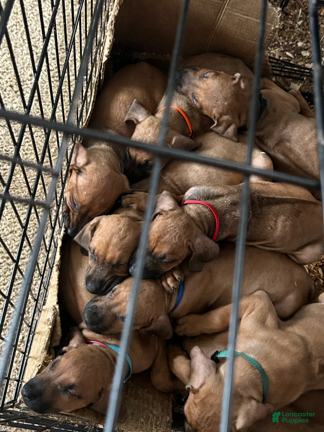 Rhodesian Ridgeback dogs for sale: Rhodesian Ridgeback Puppy 1 sky blue collar - Ad 21