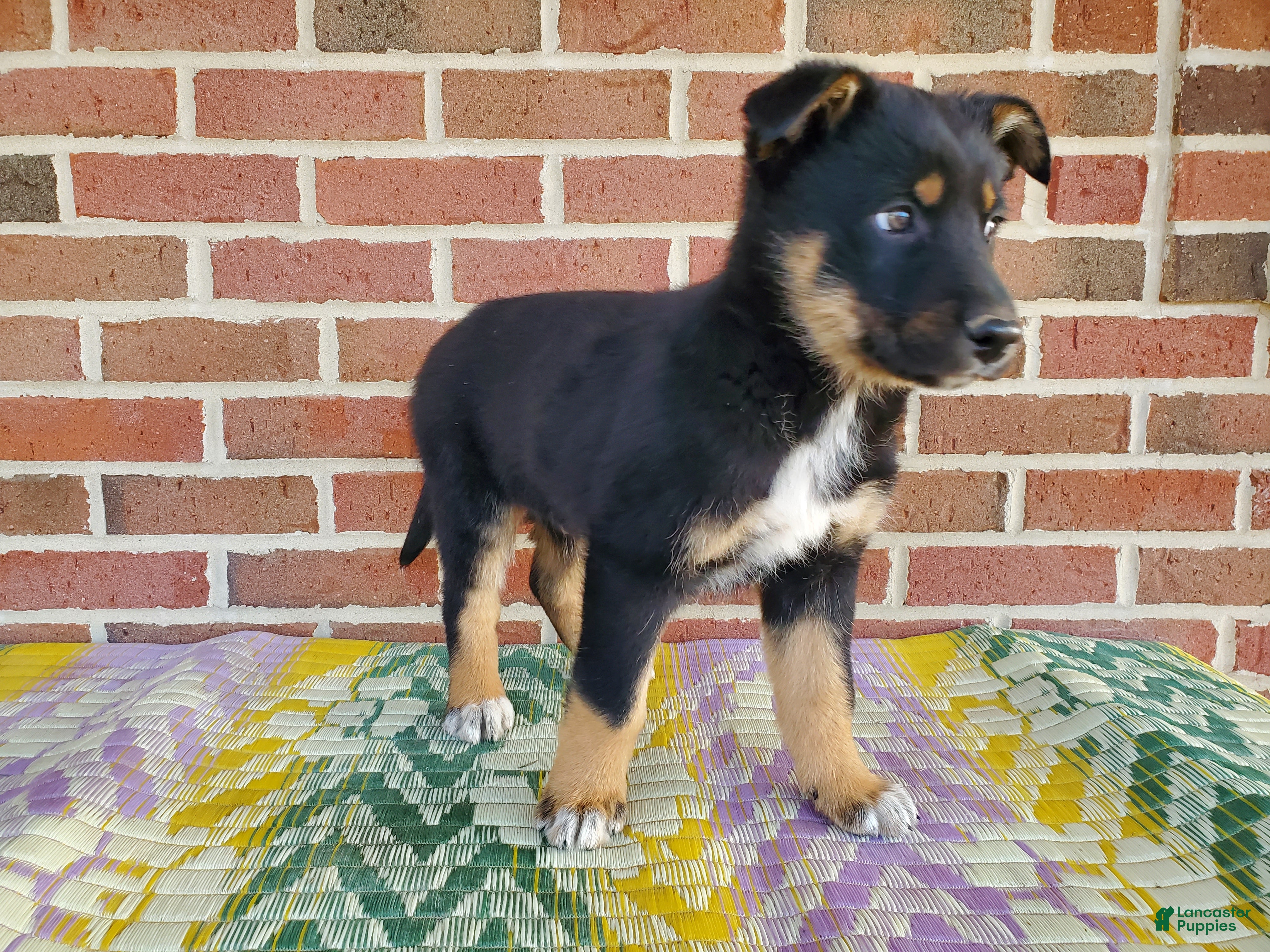 Mixed Breed dogs Milo - Ad 2