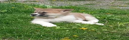 Akita dogs for sale:  Ginko - Ad 6