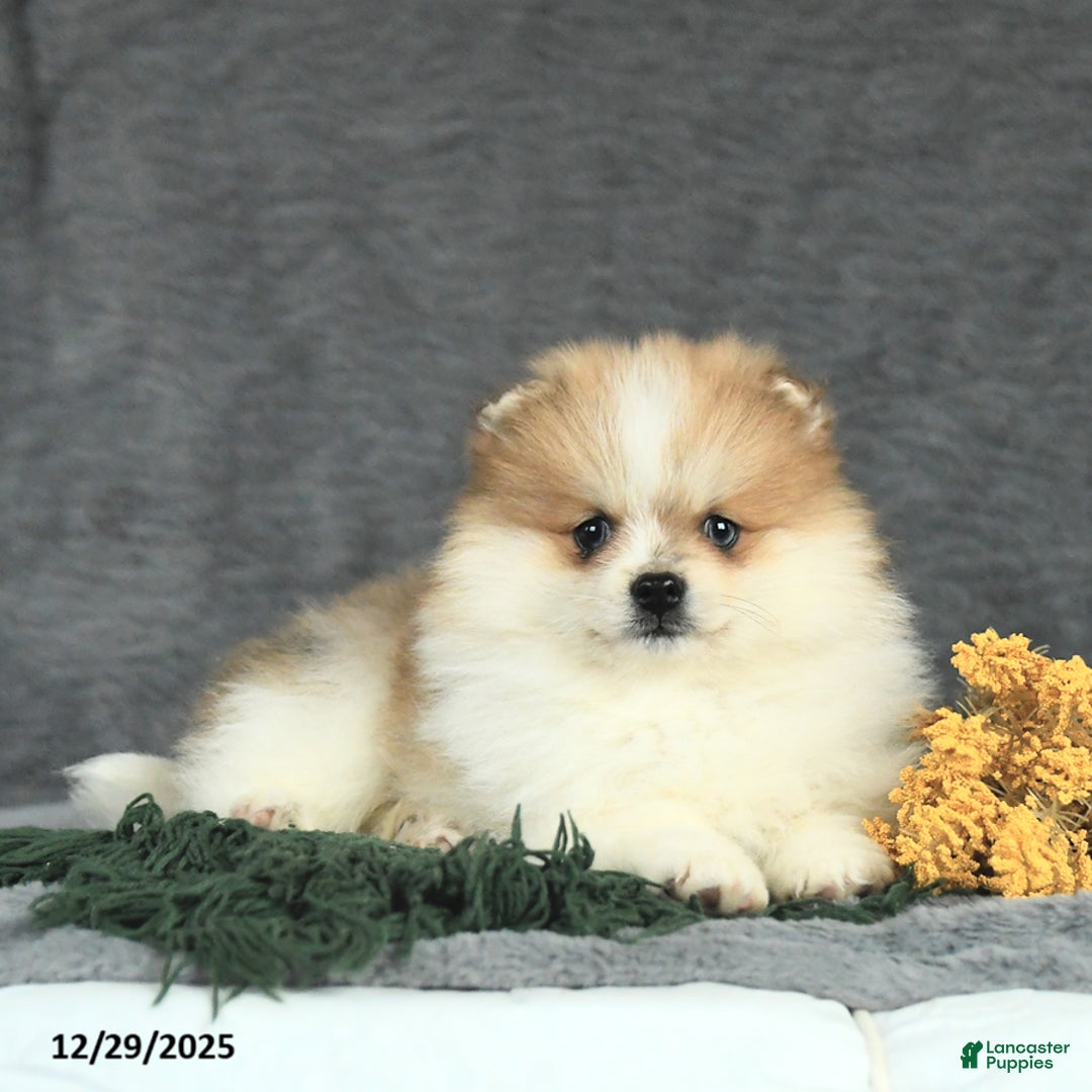 Pomeranian dogs for sale: Frito - Ad 2