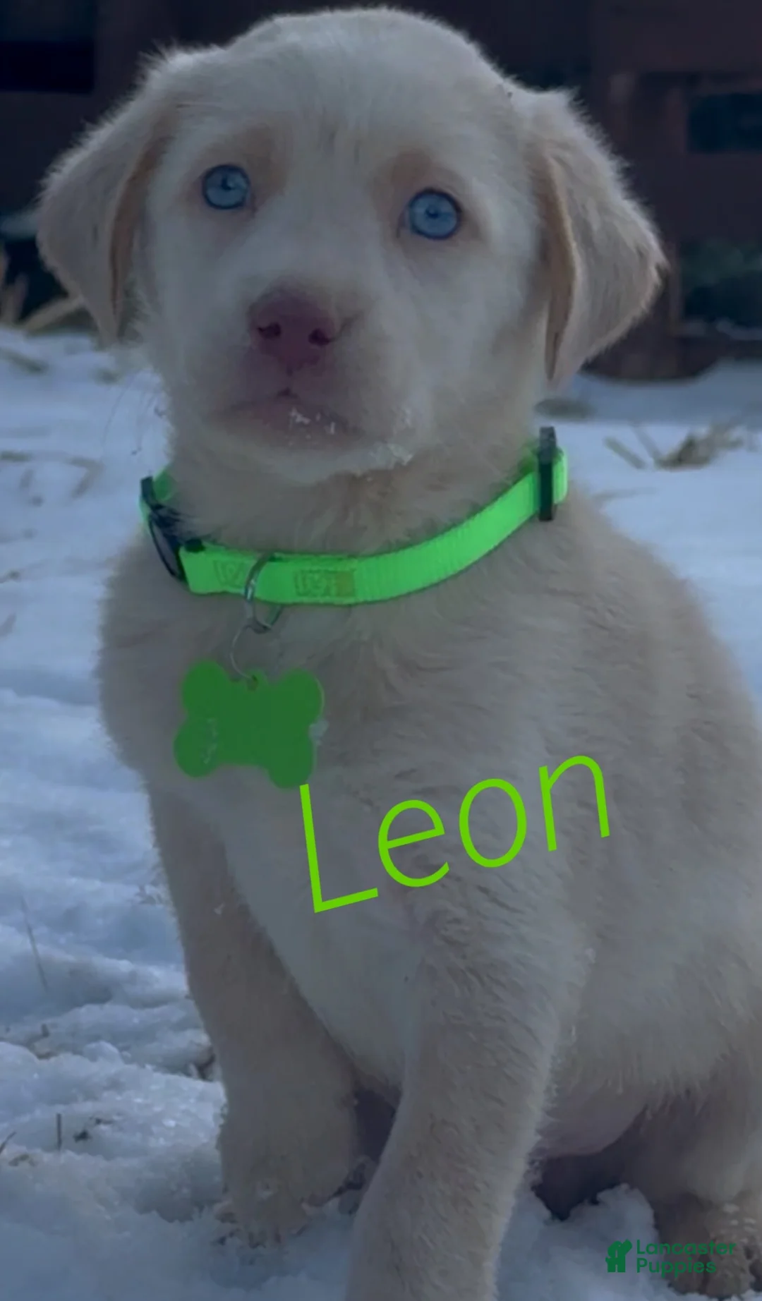 Labrador Retriever dogs for sale: Labrador Retriever Puppy 1 - Ad 1