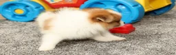 Pomeranian dogs for sale: Mason - Ad 9