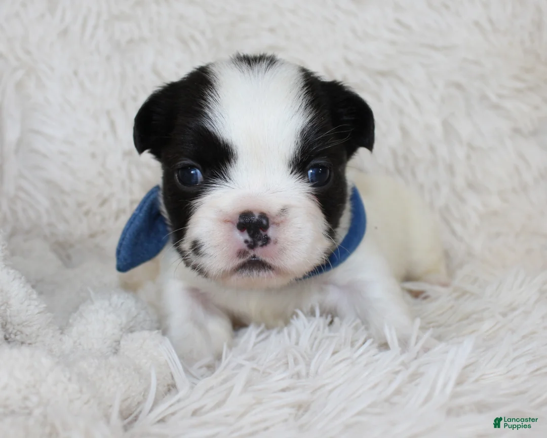 French Bulldog dogs for sale: Fluffy Lucy - Ad 1