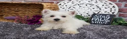 West Highland Terrier dogs for sale: Fiona  - Ad 5